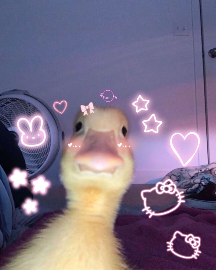 cute duck pfp for discord