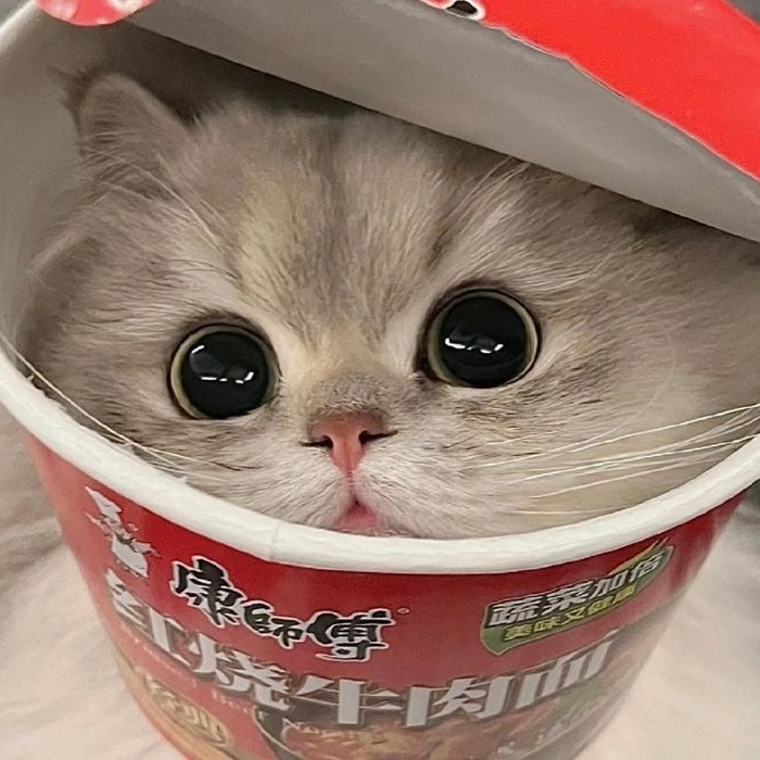 cute kawaii animal pfp