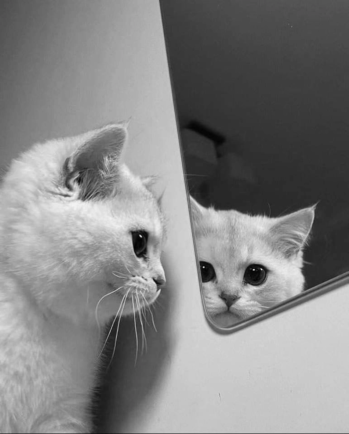 cute kitten pfp aesthetic