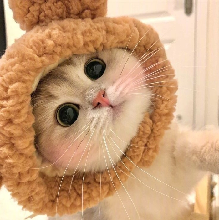 cute pfp for discord matching