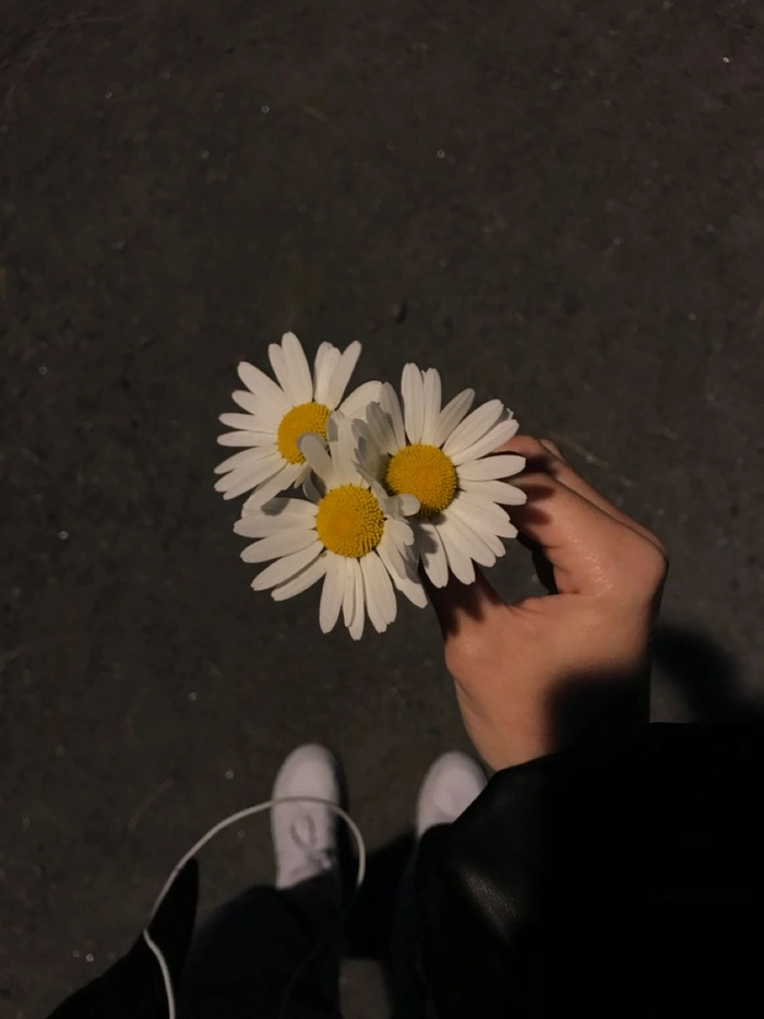 daisy flower pfp
