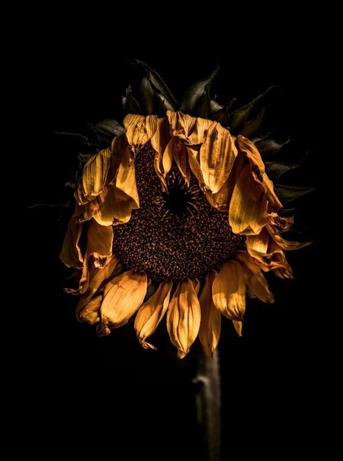 dead flower pfp