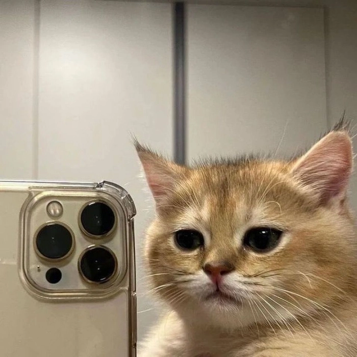 discord cute cat pfp