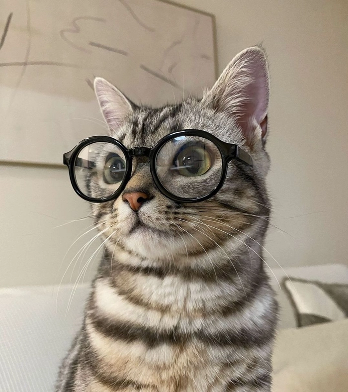 discord funny cat pfp
