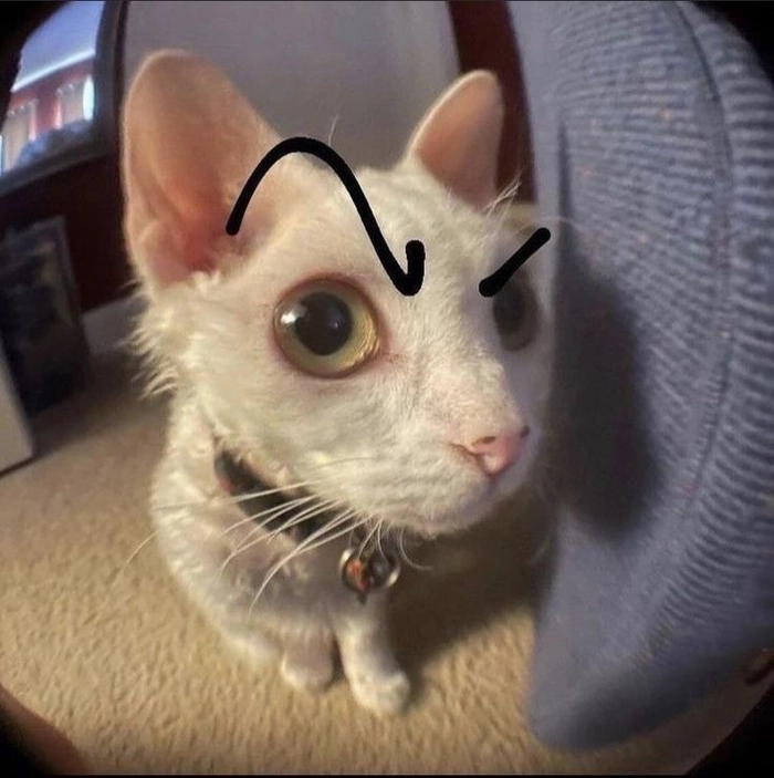 discord pfp funny cat profile picture meme