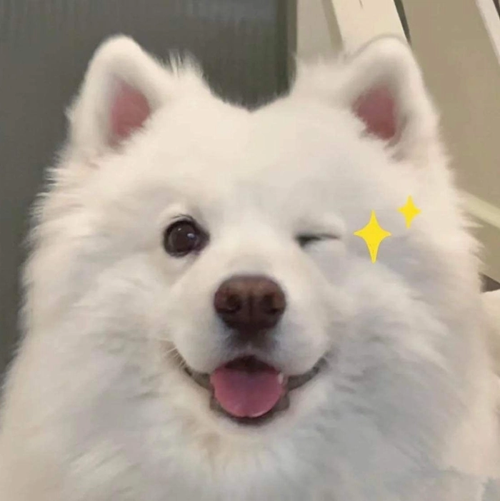 dog pfp aesthetic