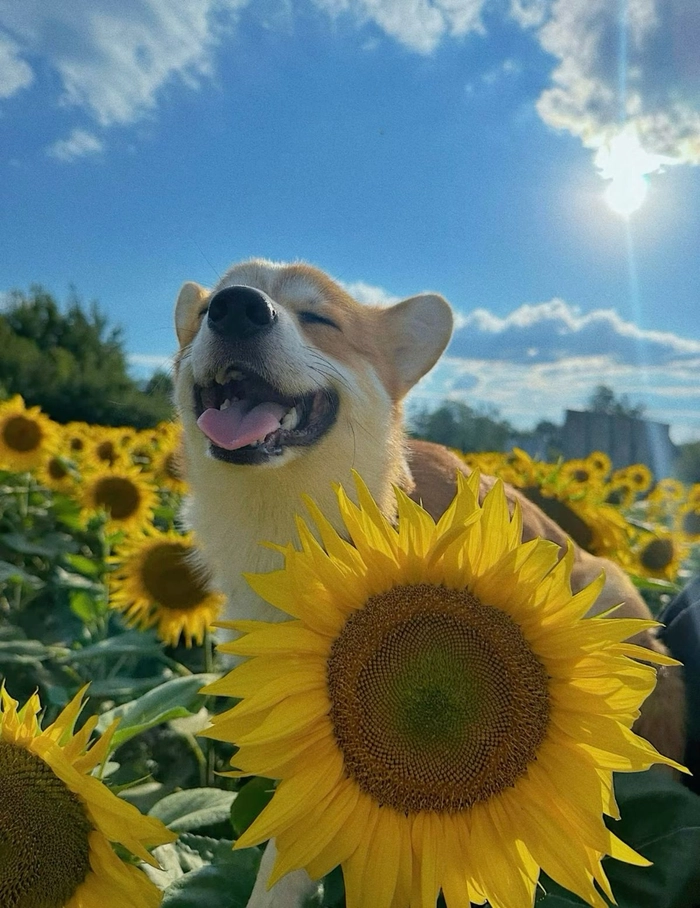 dog pfp cute