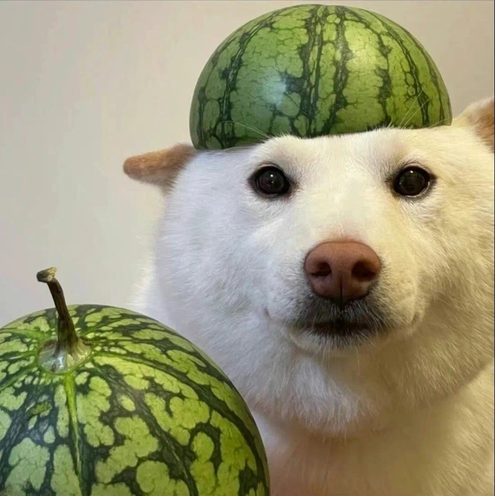 dog pfp discord