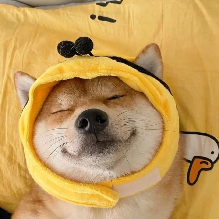 dog pfp for instagram