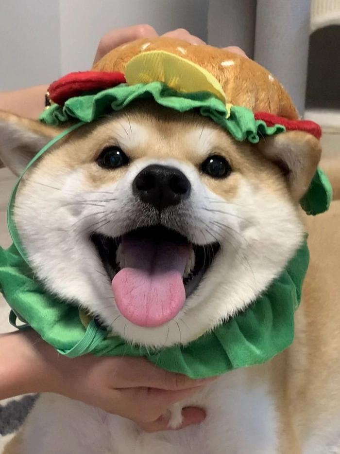 dog pfp funny