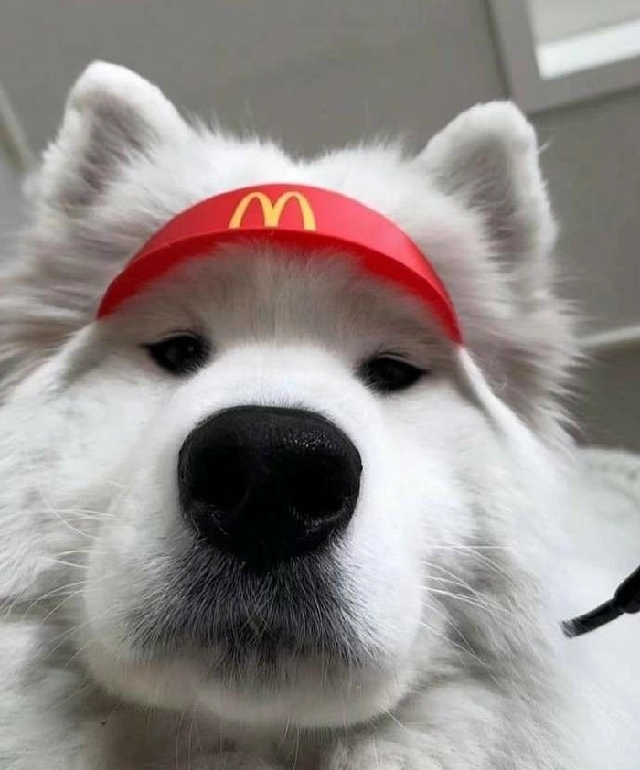 dog pfp meme