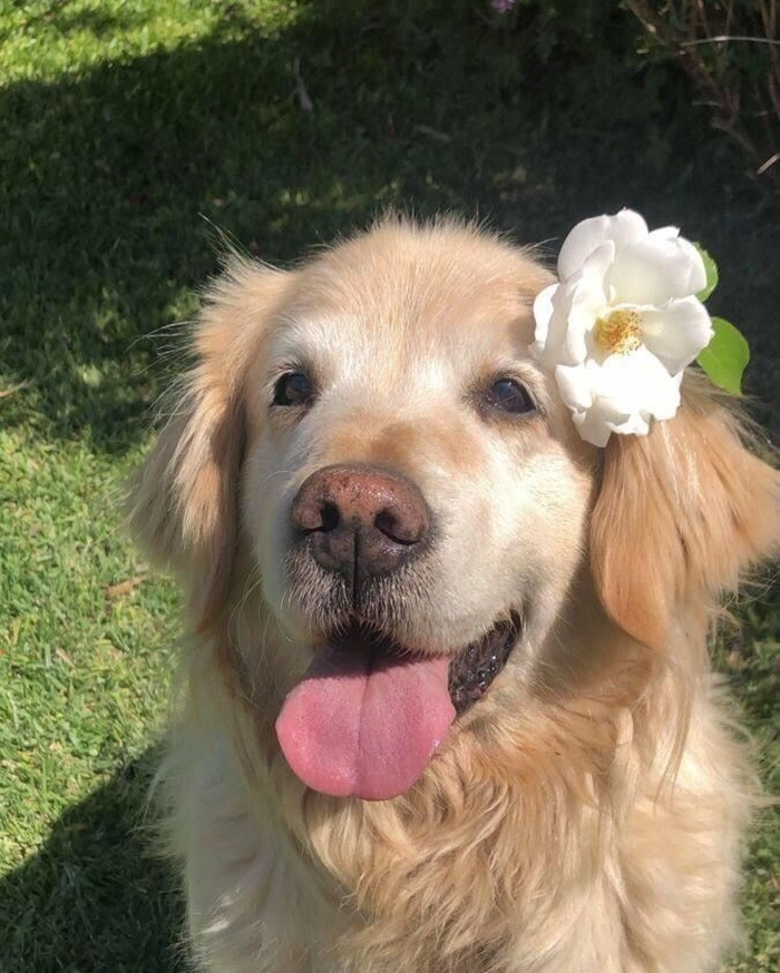 dog profile photo