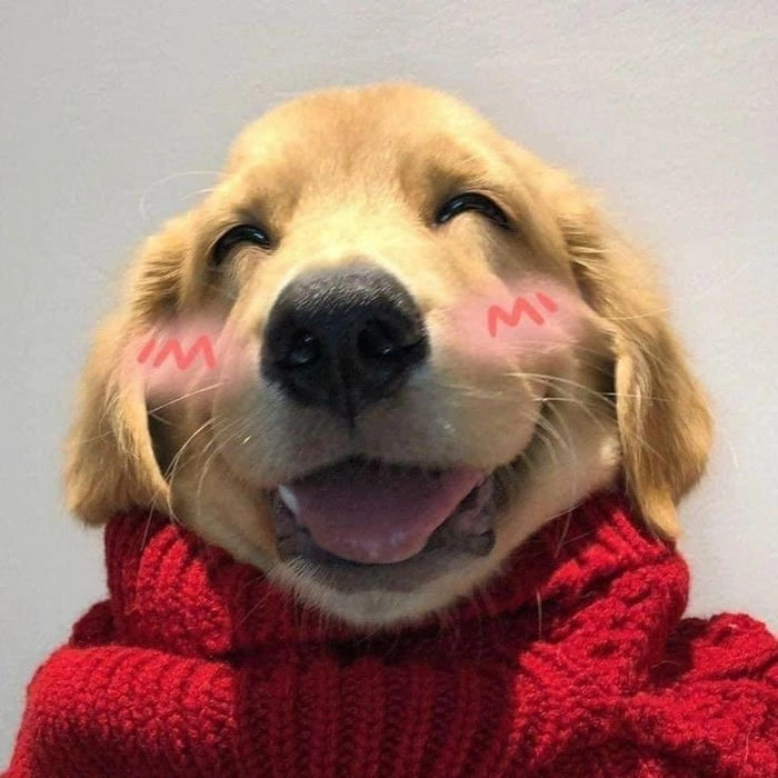 dog profile pictures