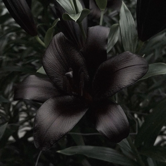 flower pfp black