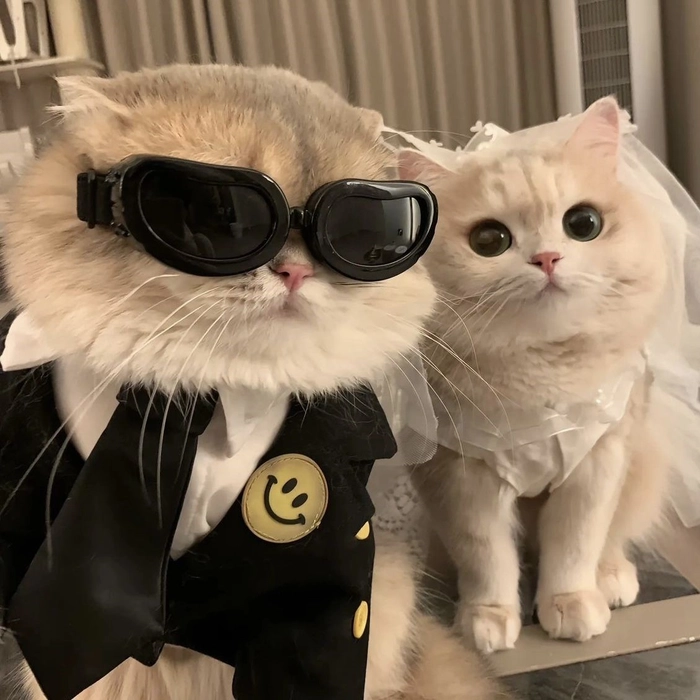 funny animal matching pfp