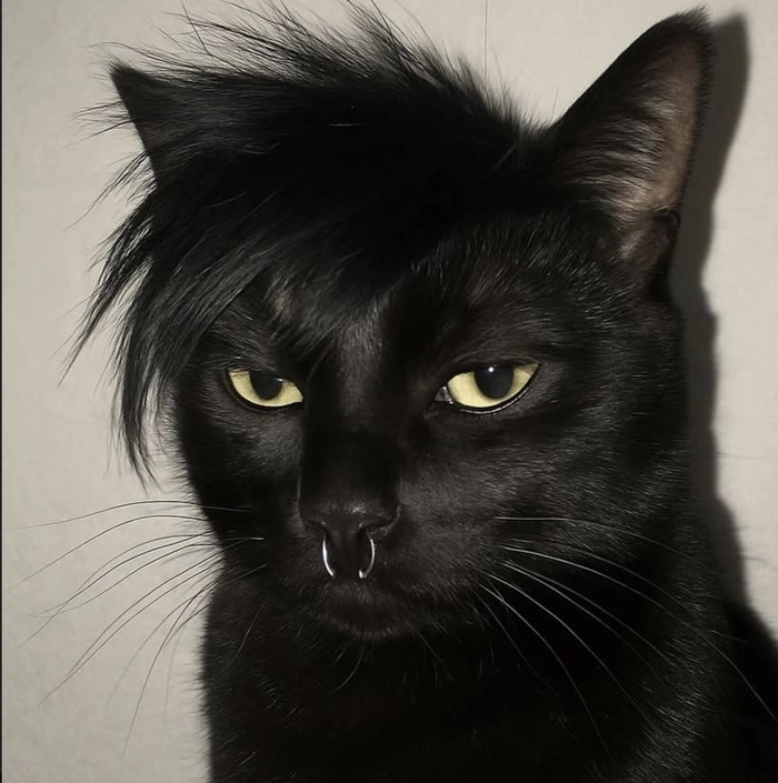 funny black cat pfp