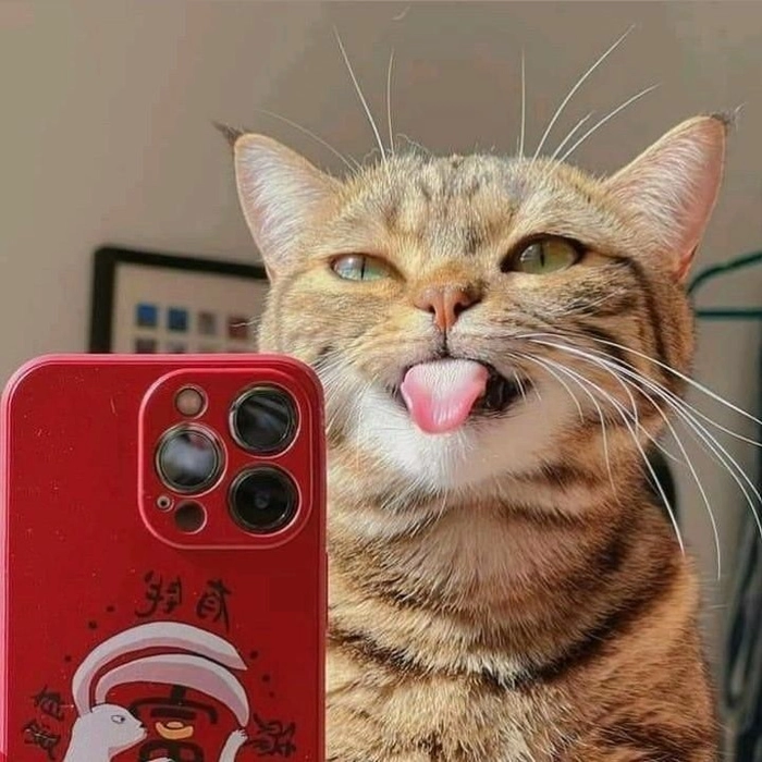 funny cat pfp for discord