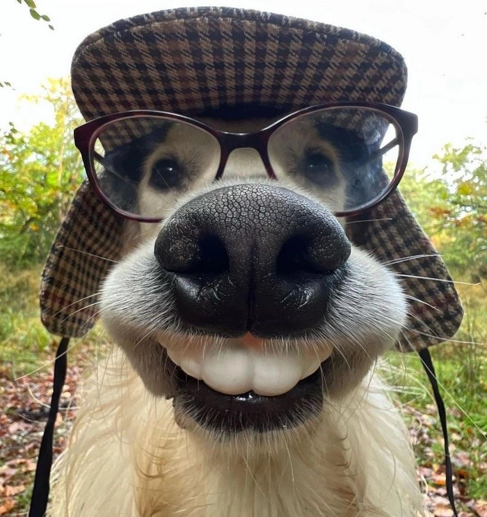 funny dog pfp for instagram