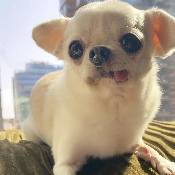 funny dog pfp meme