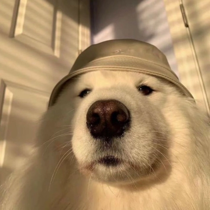 funny dog pfp