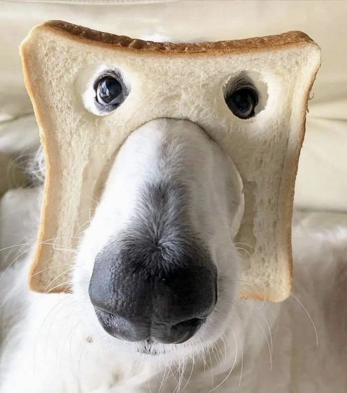 funny pfp for gc