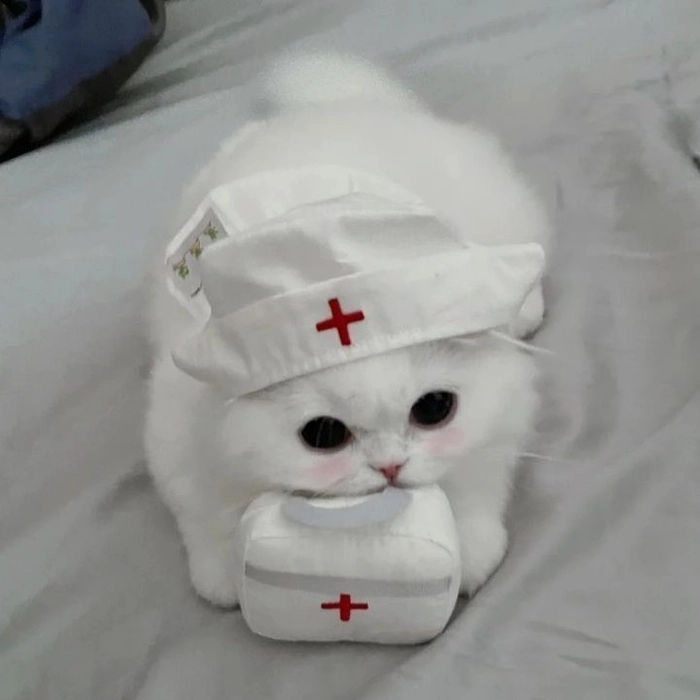 funny white cat pfp
