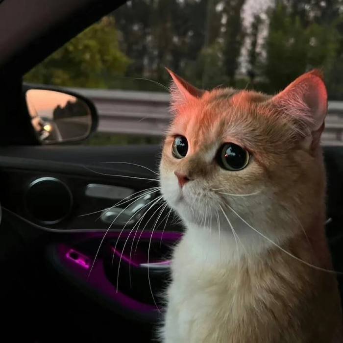 gentle cat expression cute cat pfp