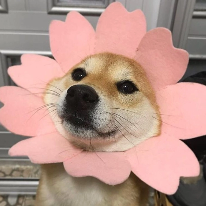 goofy dog pfp
