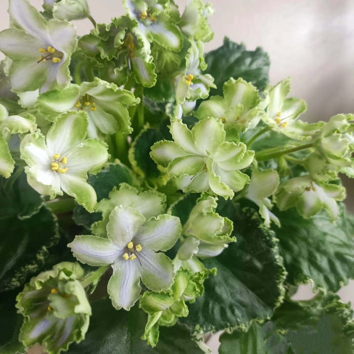 green flower pfp