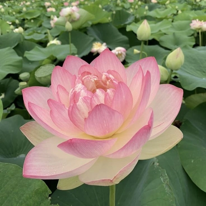 lotus flower pfp