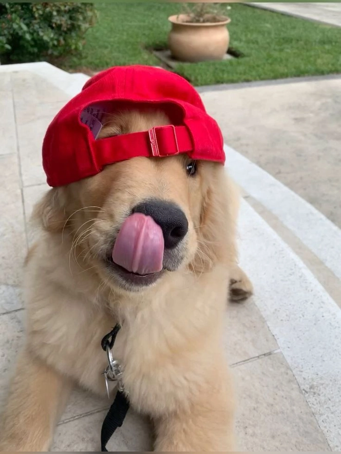 meme dog cap pfp