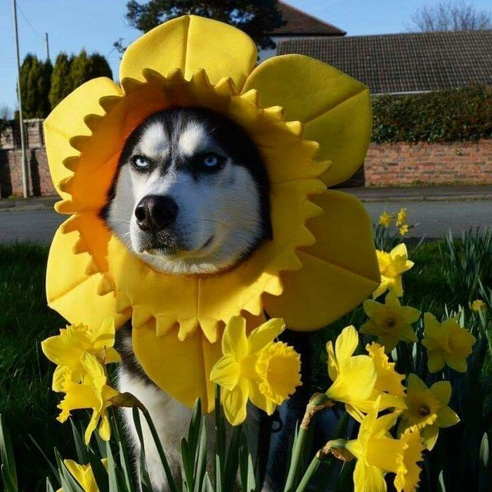meme dog pfp