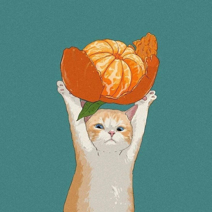 orange cat images