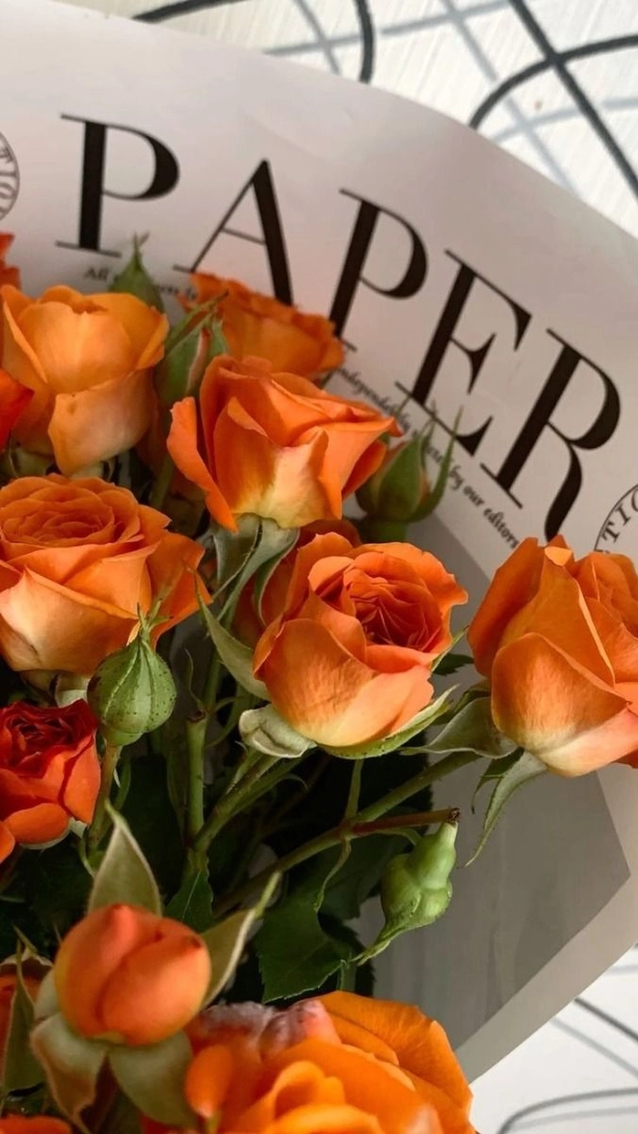 orange rose images