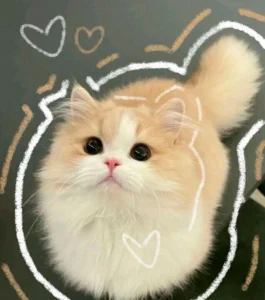pfp aesthetic heart cute cat