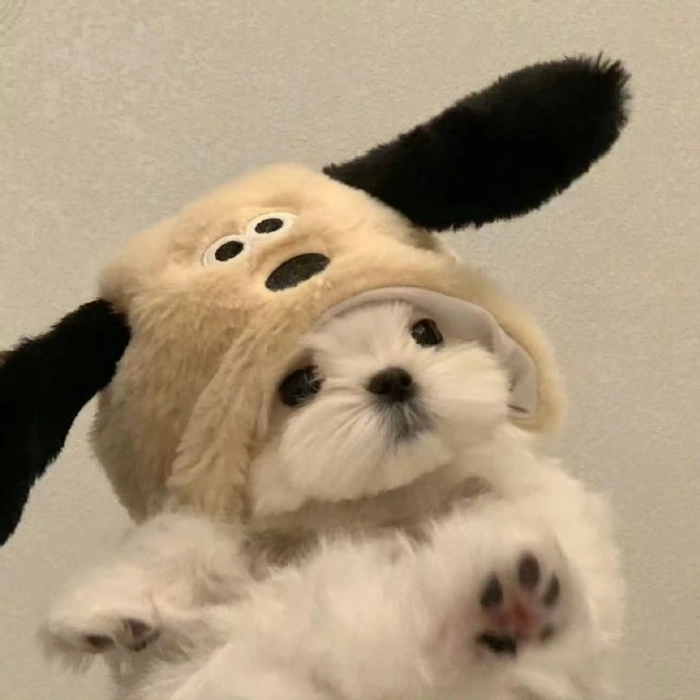 pfp cute aesthetic dog pictures