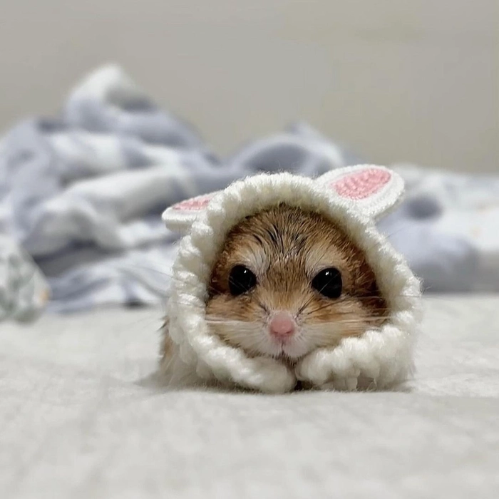 pfp cute animal