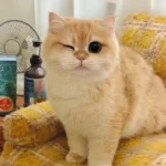 pfp cute cat profile picture