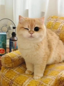 pfp cute cat profile picture