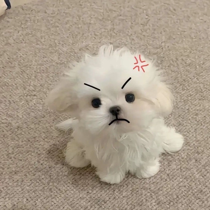 pfp cute dog