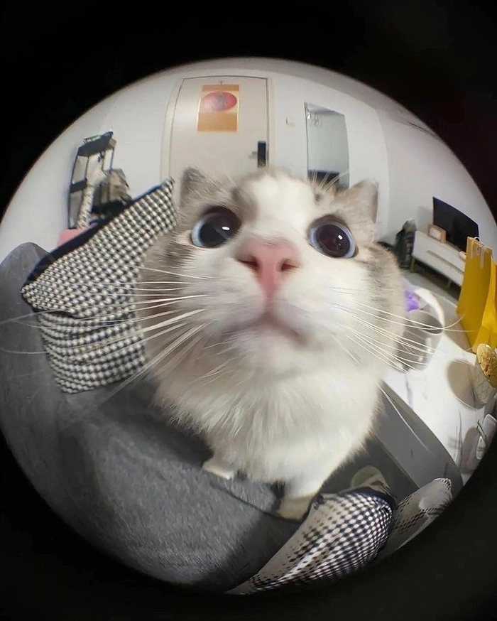 pfp funny instagram profile pictures