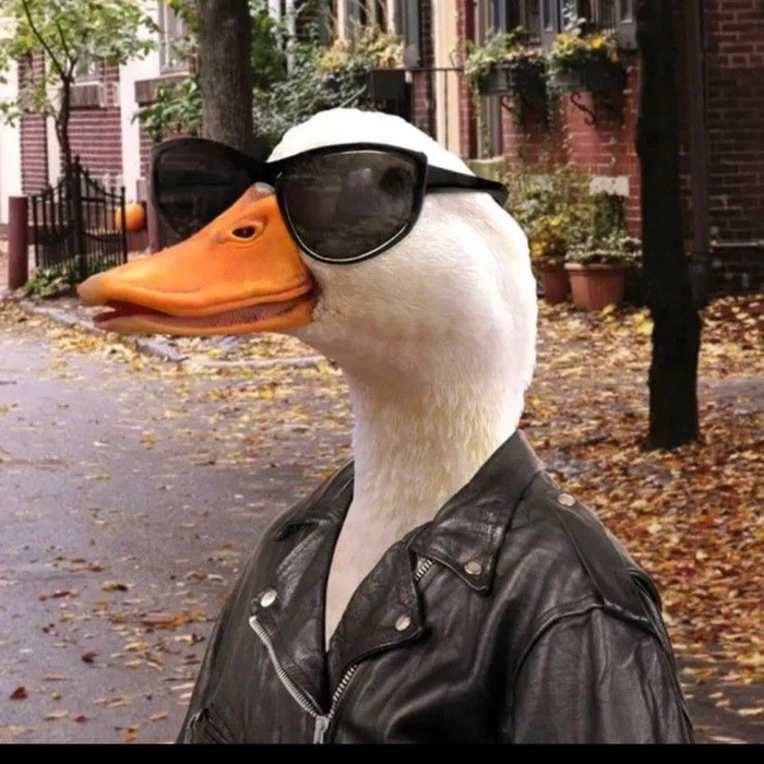 pfp funny pics