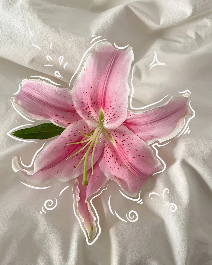 pink flower pfp