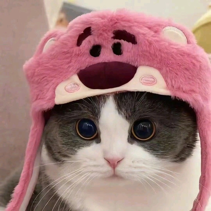 pink white cat pfp