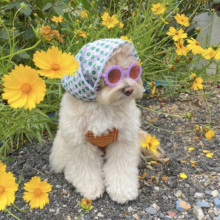preppy dog dp