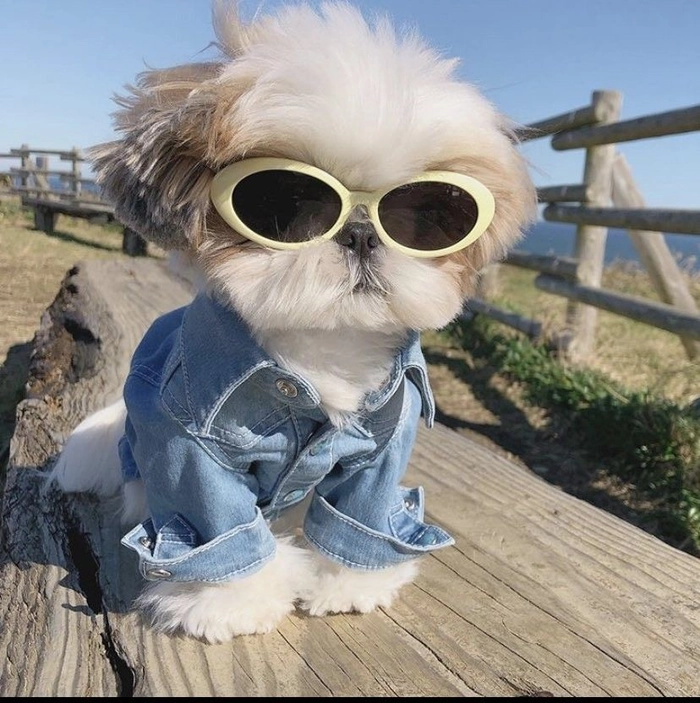 preppy dog pfp