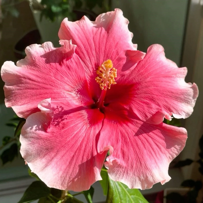 preppy hibiscus flower pfp