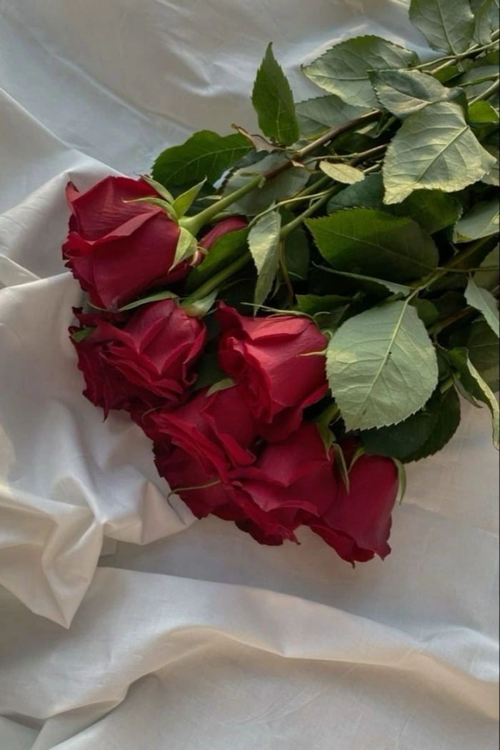 rose flower pfp