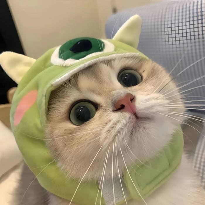 round face cute cat pfp avatar