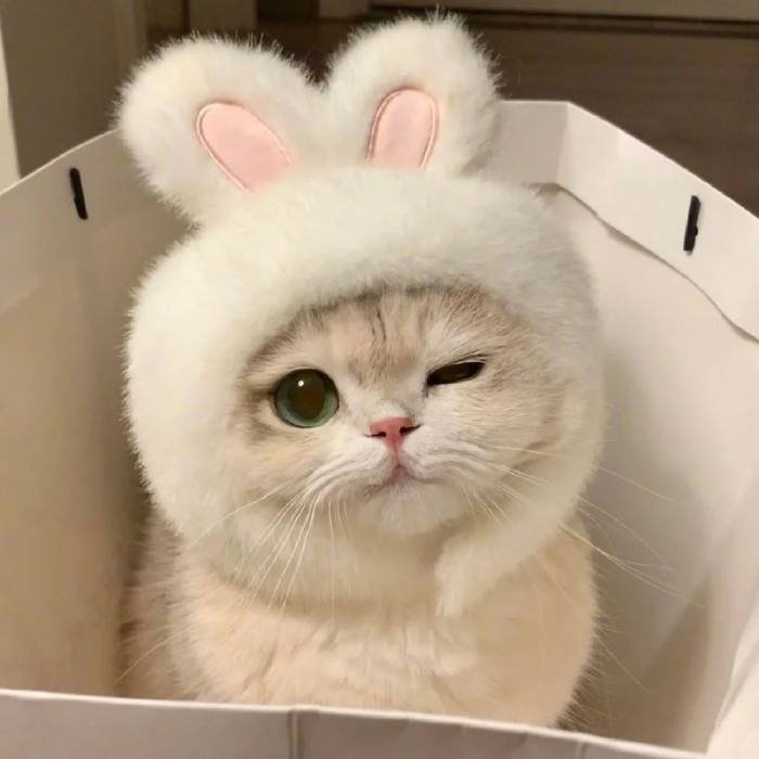 round face kitten portrait cute cat pfp